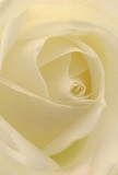 This evocative close-up sweeps you directly into the creamy heart of a white rose, capturing the sense of serenity often found in Friern Barnet's secret gardens and peaceful parks. Each petal unfurls in a languid spiral, layering ivory on cream and glistening softly as if freshly kissed by morning dew. There's an unspoken invitation in the gentle curves-encouraging you to imagine the soft, velvety texture brushing against your hand. Misty light falls over the petals, catching on the delicate edges and casting mellow shadows that bring dimension and gentle drama to the scene. The overall mood is peaceful and reflective, like dawn settling over a still corner of Coppetts Wood. As a local florist, I see this rose as Friern Barnet's purest symbol of respect and remembrance-a choice for expressing sympathy, admiration, or celebrating new beginnings within our caring community. The subdued, sweet fragrance seems almost tangible, promising comfort and understated sophistication. Every aspect, from the nearly translucent outer petals to the elegantly spiraled centre, speaks of the care and expertise poured into floral arrangements crafted here in North London-honouring both the beauty of nature and the stories shared by neighbours and friends.